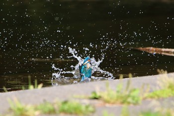 カワセミ 埼玉県 2018年5月6日(日)