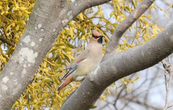 2023年3月8日(水) 杭瀬川スポーツ公園(大垣市)の野鳥観察記録