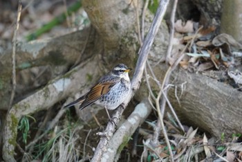 ツグミ 片倉城跡公園 2023年2月23日(木)