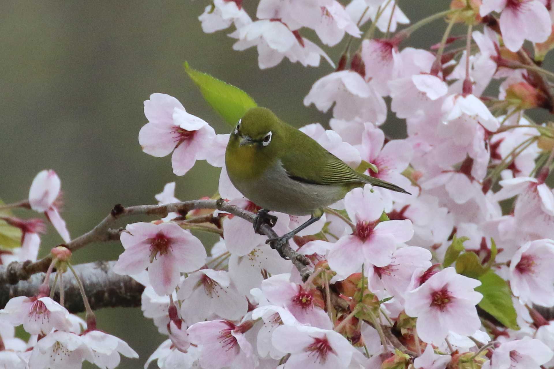 桜の木と by 野鳥好き