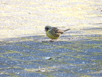 アオジ 山口県立きらら浜自然観察公園 2023年3月5日(日)