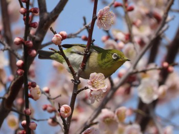 メジロ 平城宮跡 2023年3月4日(土)