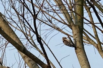 Japanese Pygmy Woodpecker Watarase Yusuichi (Wetland) Thu, 3/9/2023