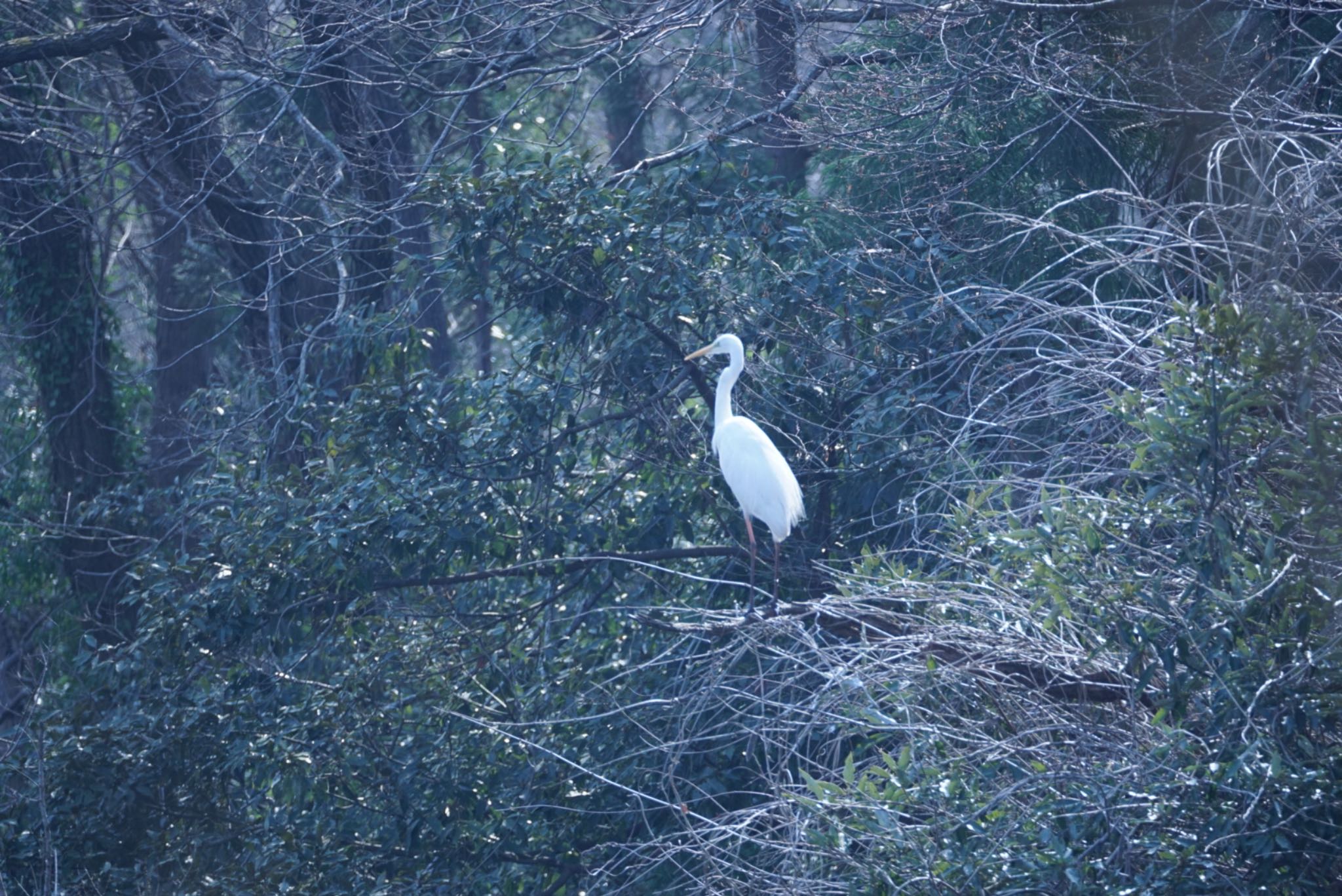 Photo of Great Egret at 宍塚大池 by ぱ〜る