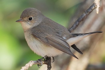 Red-breasted Flycatcher まつぶし緑の丘公園 Sat, 2/4/2023