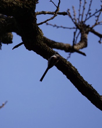 Thu, 3/9/2023 Birding report at 宍塚大池