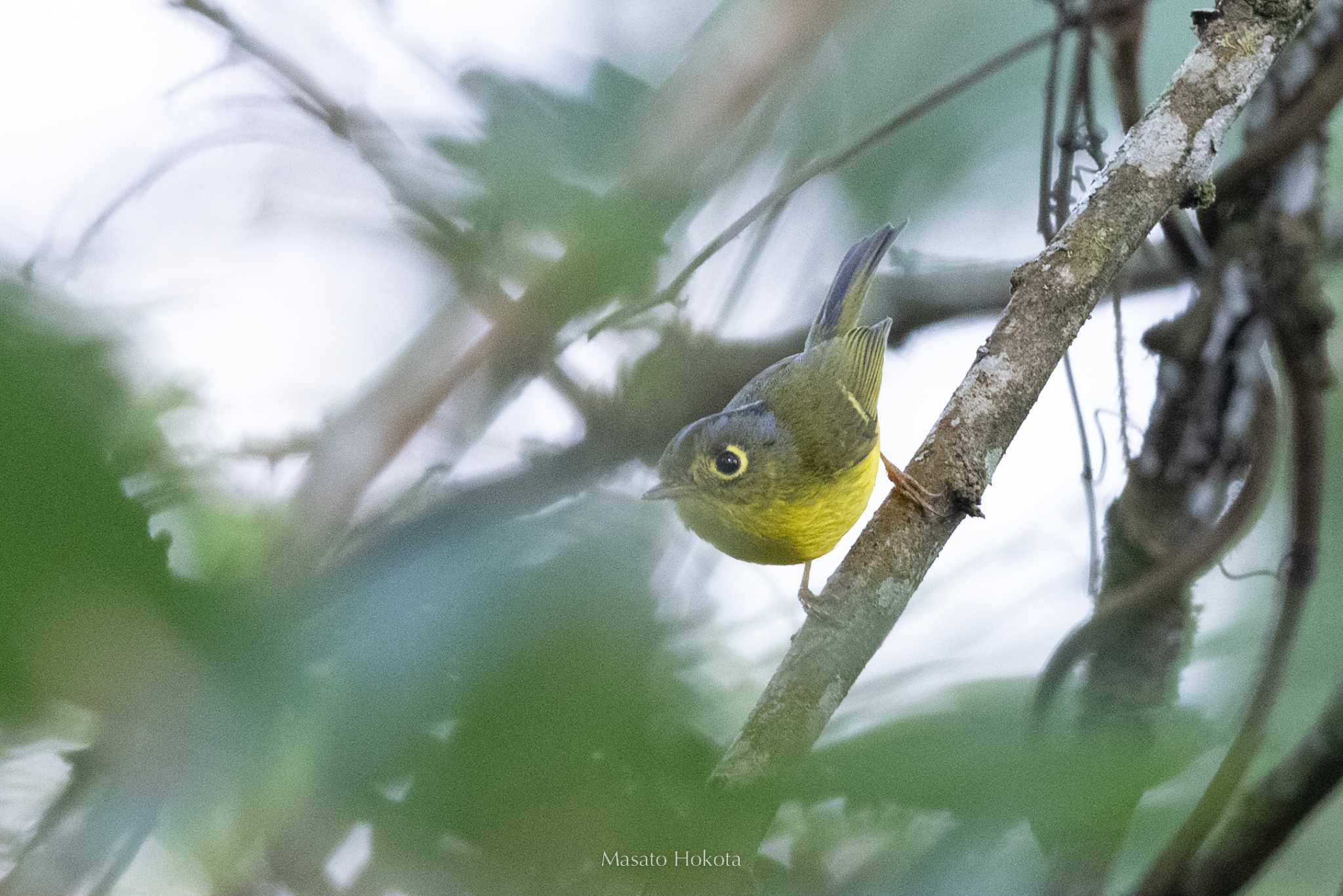 White-spectacled Warbler