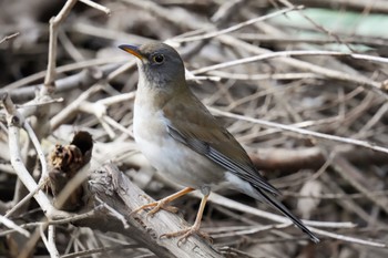 Pale Thrush 杉並区 Sun, 2/12/2023