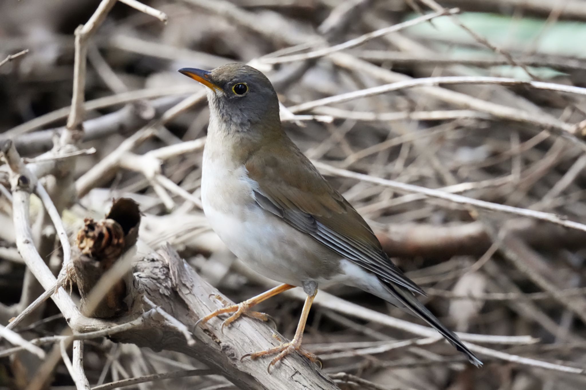 Photo of Pale Thrush at 杉並区 by アポちん