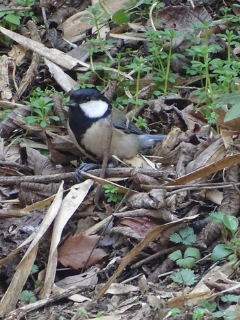 Japanese Tit 生田緑地 Wed, 3/8/2023