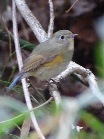 Red-flanked Bluetail 生田緑地 Wed, 3/8/2023