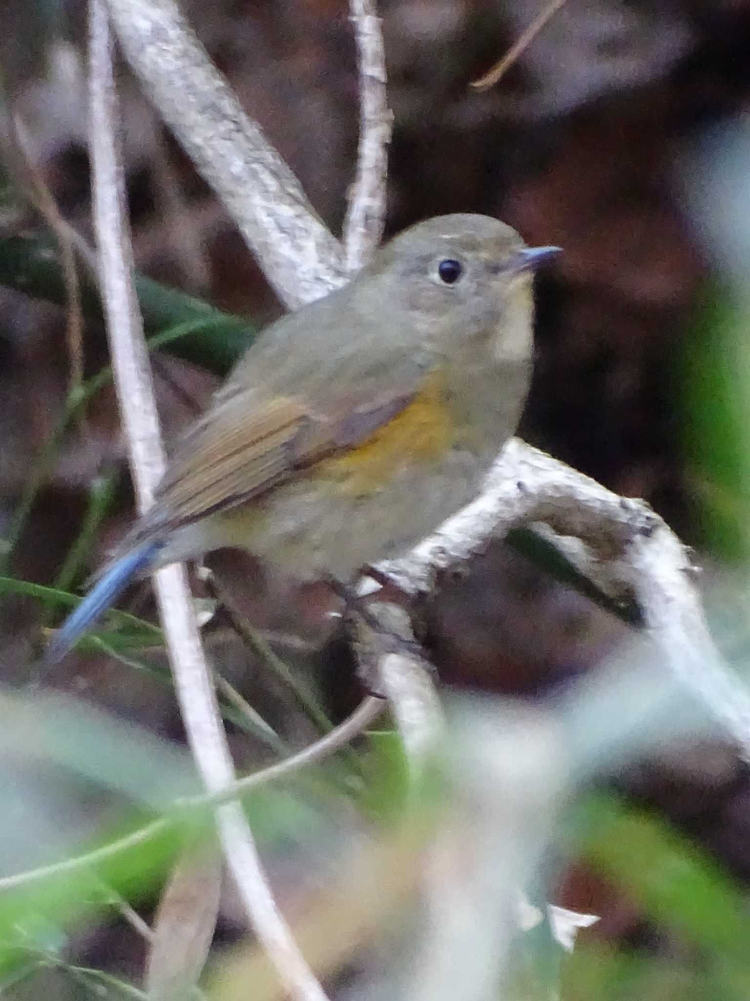 Photo of Red-flanked Bluetail at 生田緑地 by poppo