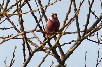 Siberian Long-tailed Rosefinch Watarase Yusuichi (Wetland) Thu, 3/9/2023