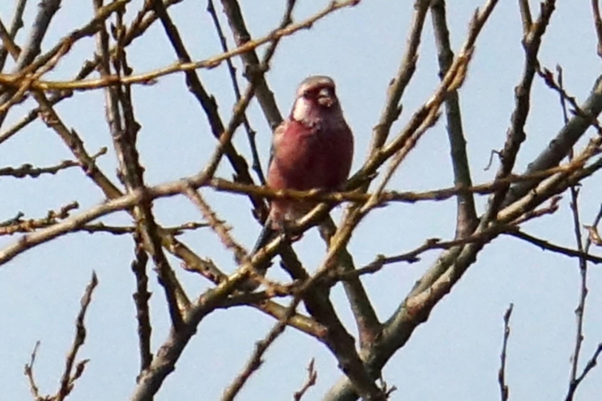 Photo of Siberian Long-tailed Rosefinch at Watarase Yusuichi (Wetland) by shinshin