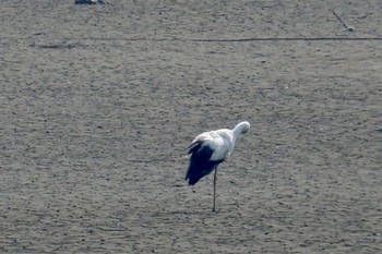 コウノトリ 渡良瀬遊水地 2023年3月9日(木)