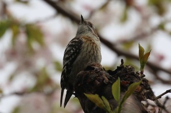 Japanese Pygmy Woodpecker(seebohmi) Hakodateyama Sun, 5/6/2018