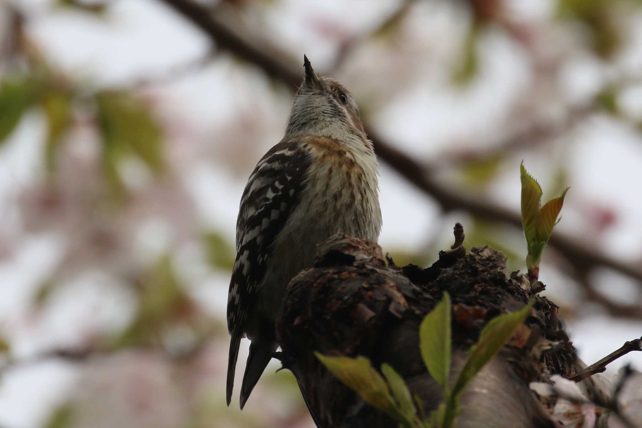 桜の木の下で by 野鳥好き