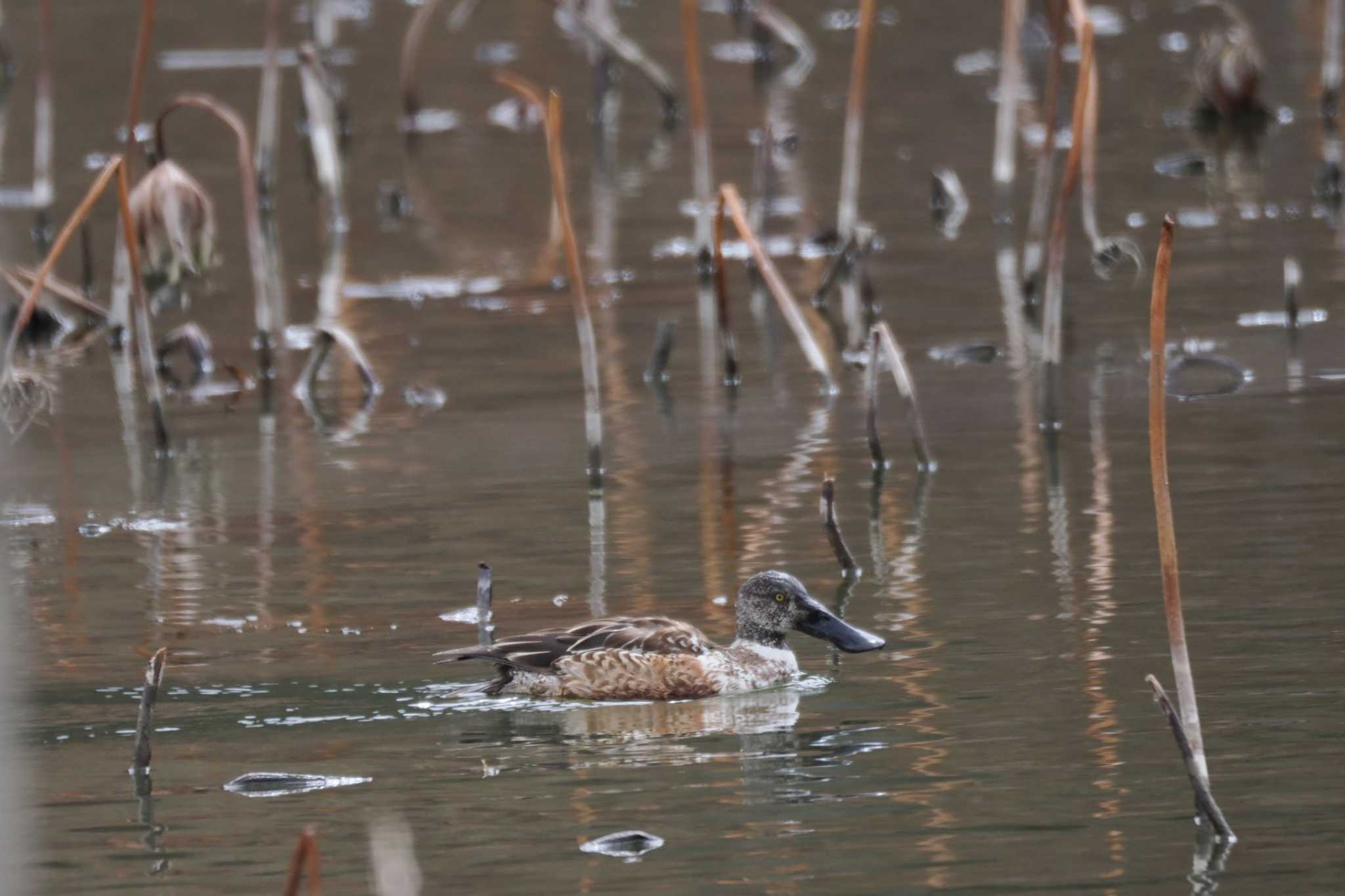 Photo of Northern Shoveler at 明見湖 by 關本 英樹