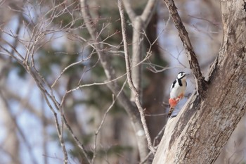 Great Spotted Woodpecker(japonicus) 野幌森林公園 Thu, 3/9/2023