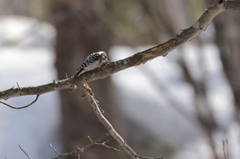 Japanese Pygmy Woodpecker(seebohmi) 野幌森林公園 Thu, 3/9/2023