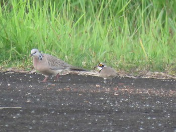 Spotted Dove ミンダナオ島 Sat, 3/17/2018