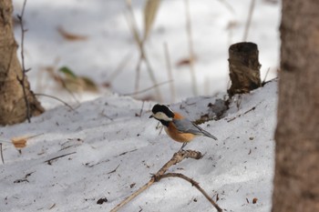 2023年3月9日(木) 野幌森林公園の野鳥観察記録