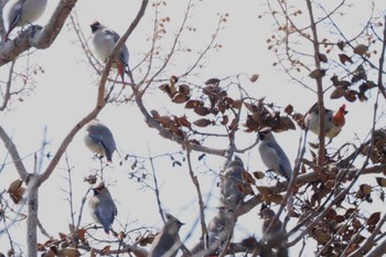 Japanese Waxwing 職場@sekimoto Thu, 3/9/2023