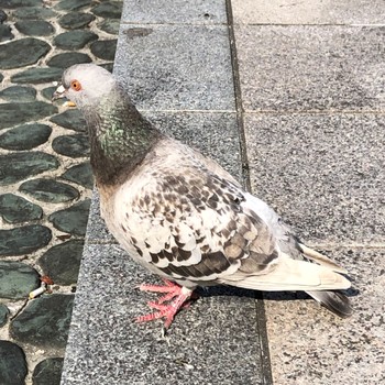 Rock Dove 大阪市中之島 Thu, 3/9/2023