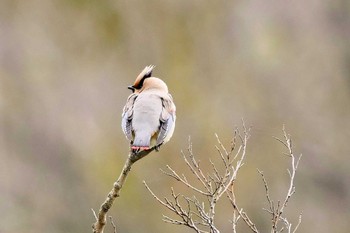 Japanese Waxwing 富岡総合公園(横浜市) Sun, 3/5/2023