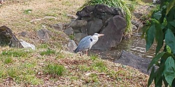 アオサギ 日比谷公園 2023年3月9日(木)