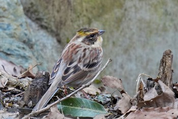 Yellow-throated Bunting 狭山湖 Sat, 2/25/2023