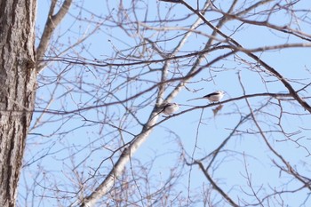 シマエナガ 西岡公園(西岡水源地) 2023年3月9日(木)