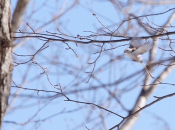 シマエナガ 西岡公園(西岡水源地) 2023年3月9日(木)