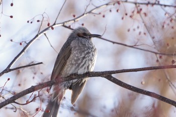 ヒヨドリ 旭山記念公園 2023年3月9日(木)