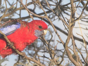 Crimson Rosella Gosling Creek Reserve, Orange, NSW, Australia Sun, 3/5/2023