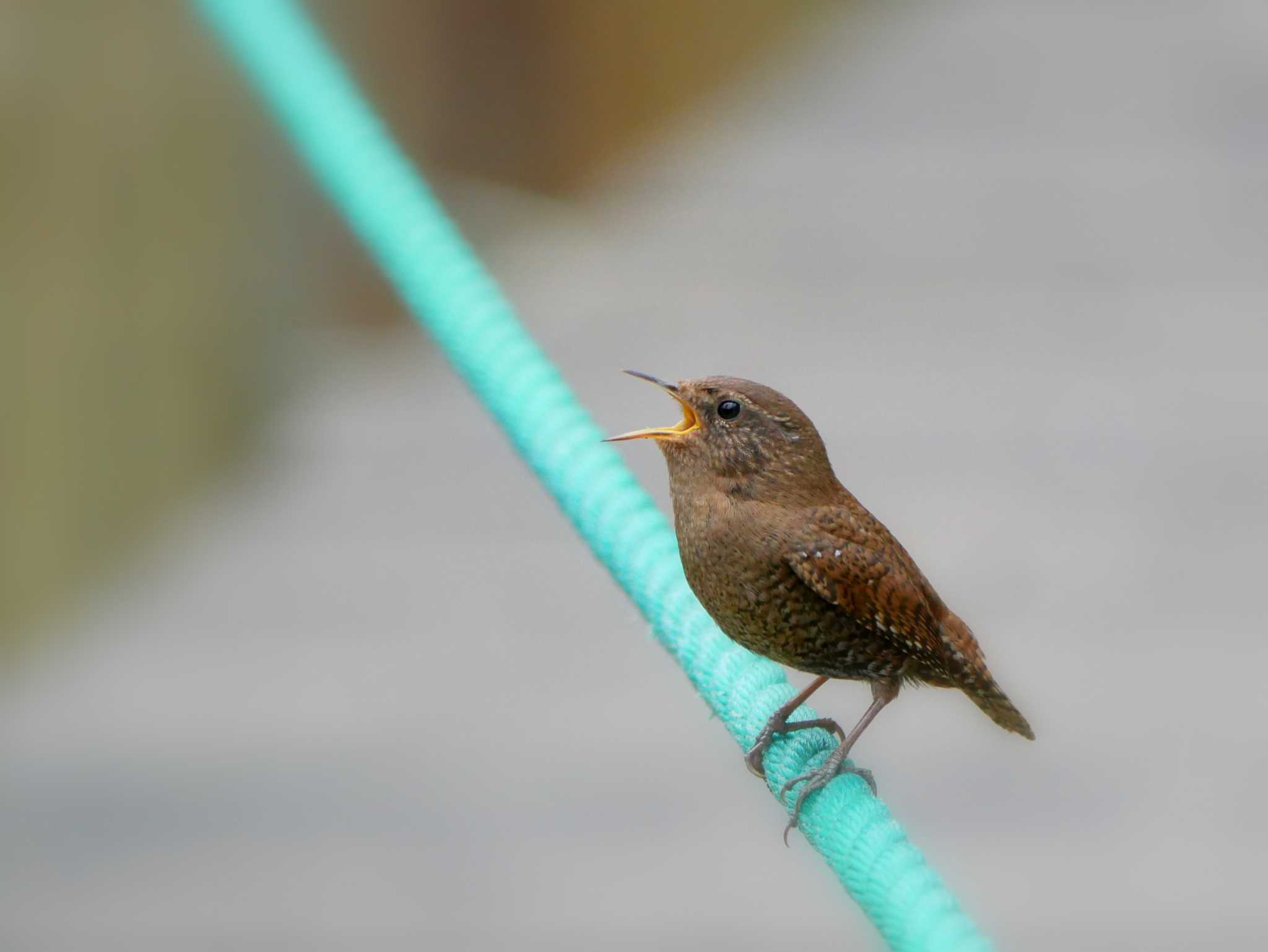 Photo of Eurasian Wren at Togakushi Forest Botanical Garden by toriharu