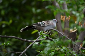 Crested Pigeon キャンベルタウン野鳥の森 Tue, 5/18/2021