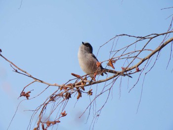 Tue, 3/7/2023 Birding report at 東松山市