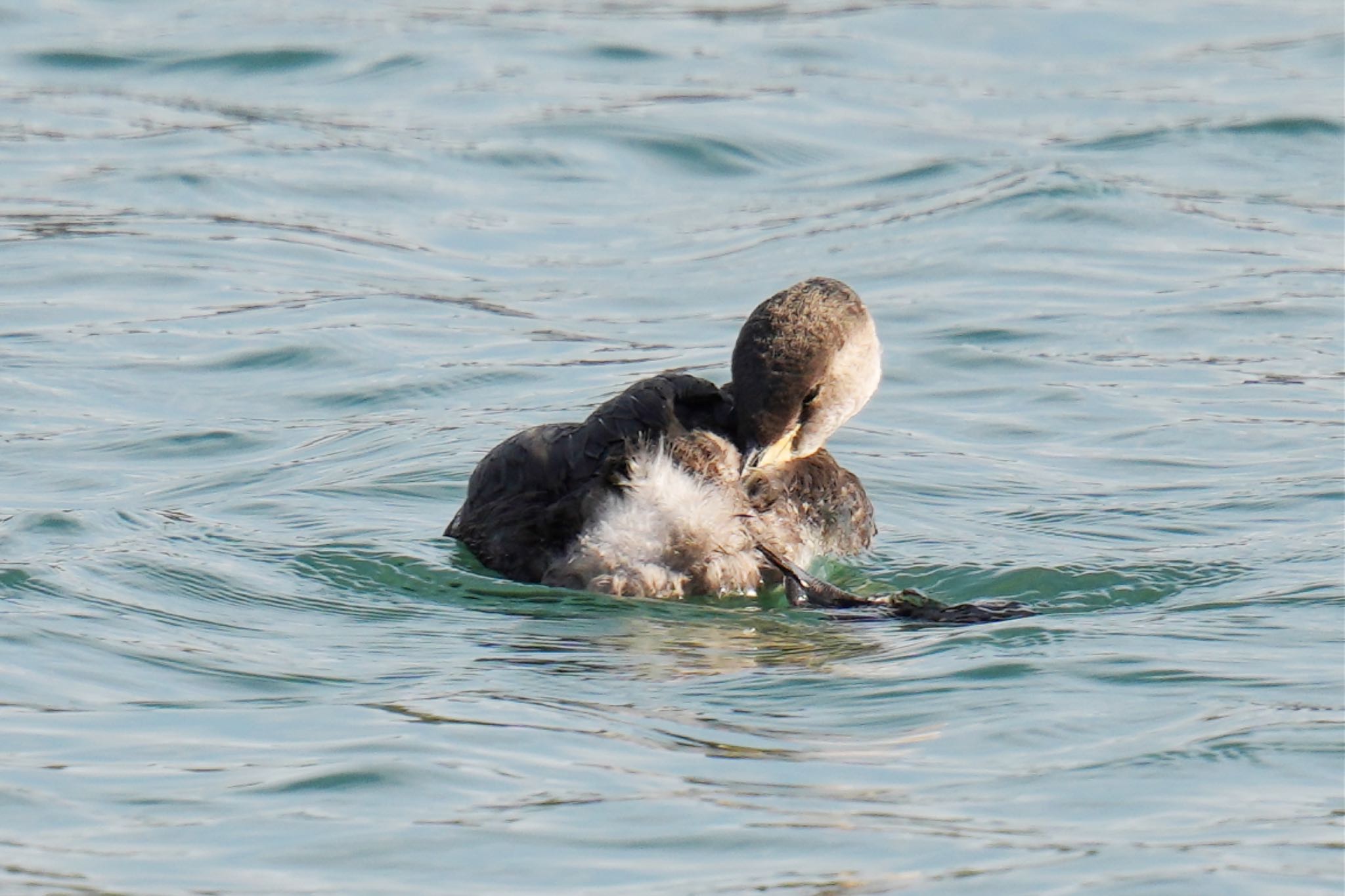 Red-necked Grebe