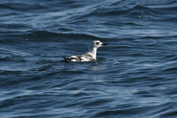 Sun, 3/5/2023 Birding report at 野付~落石