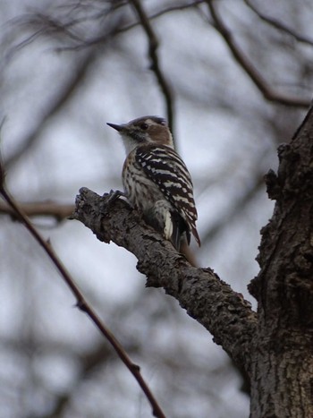 Japanese Pygmy Woodpecker 多摩川 Thu, 3/9/2023