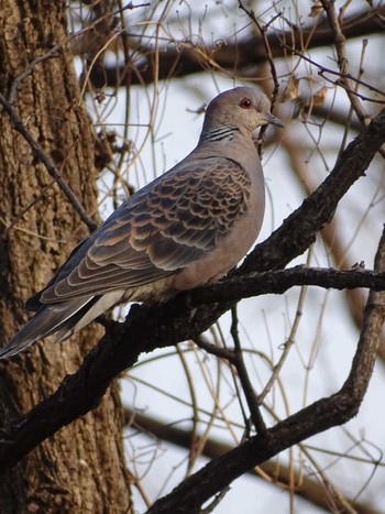 Oriental Turtle Dove 多摩川 Thu, 3/9/2023