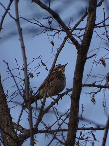 Dusky Thrush 多摩川 Thu, 3/9/2023