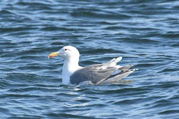 Glaucous-winged Gull 野付~落石 Mon, 3/6/2023