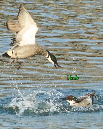 Falcated Duck Unknown Spots Unknown Date