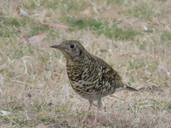 White's Thrush 五十鈴公園 Thu, 3/9/2023