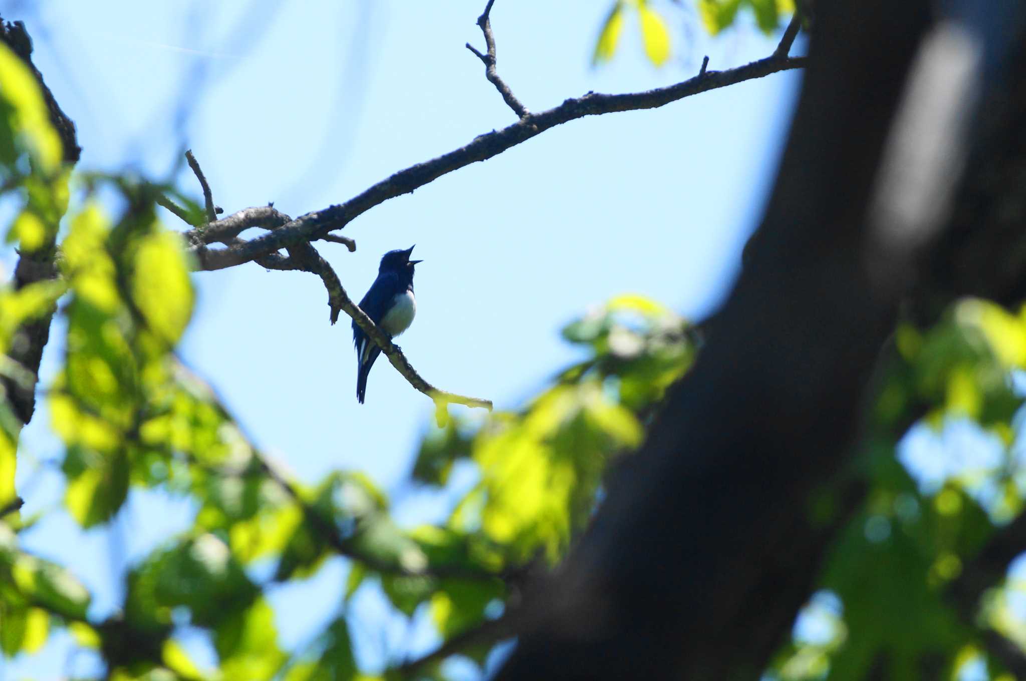 Blue-and-white Flycatcher