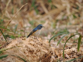 2023年3月5日(日) 秋ヶ瀬公園の野鳥観察記録