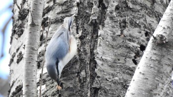 Sat, 3/4/2023 Birding report at 八戸公園(青森県八戸市)