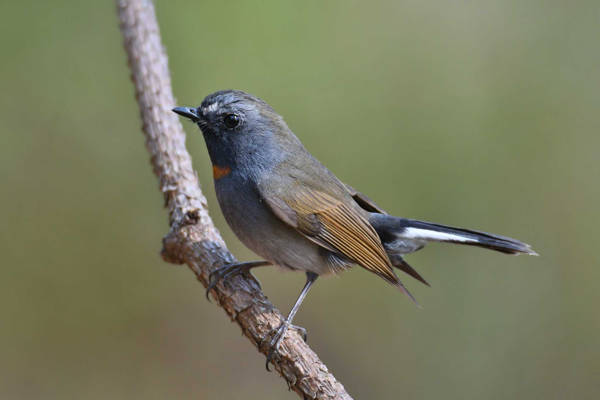 Photo of Rufous-gorgeted Flycatcher at Doi Sanju by あひる